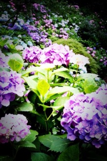 紫陽花の季節